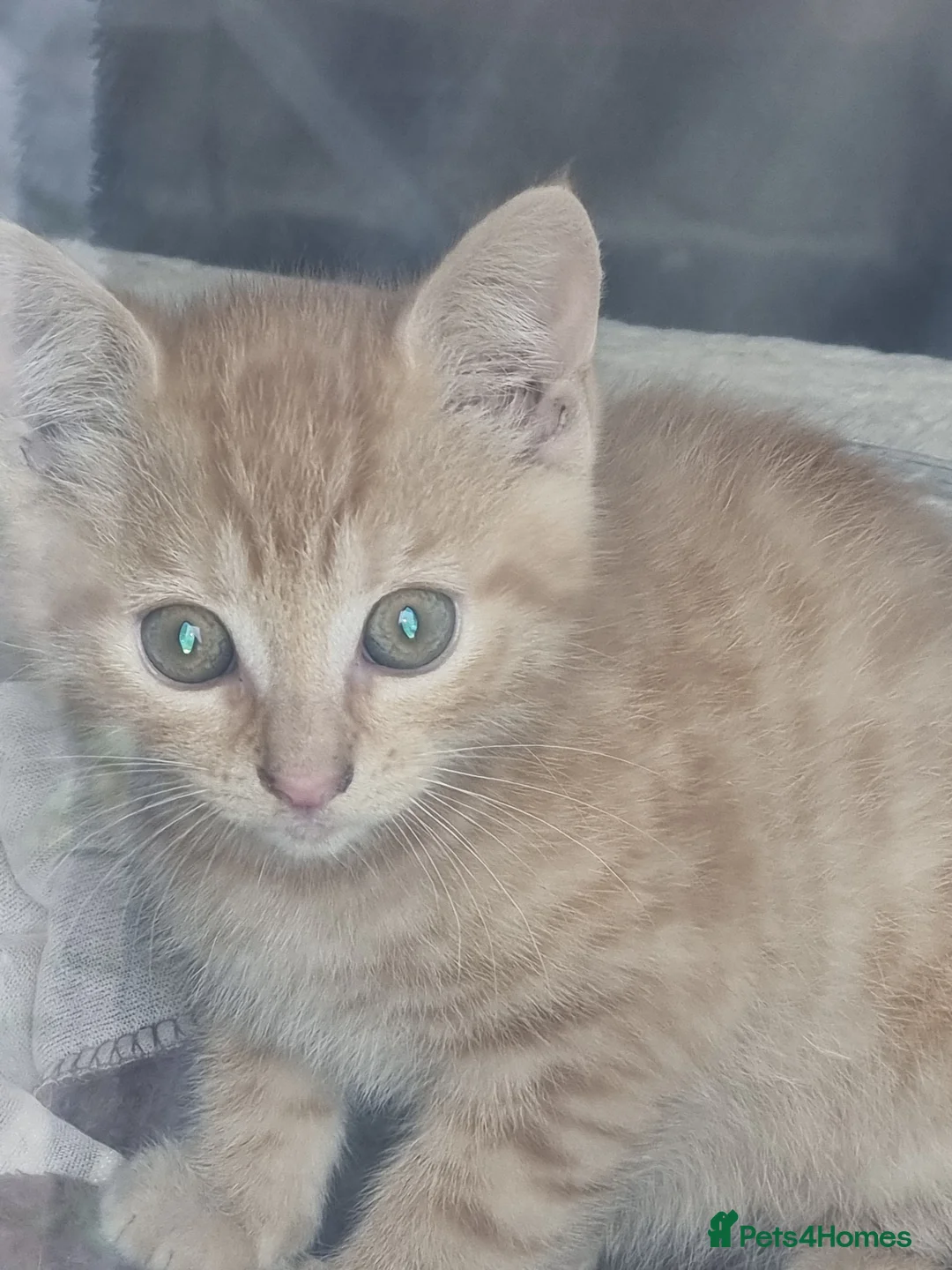 Domestic Shorthair cats for sale: Little kitten - Advert 1