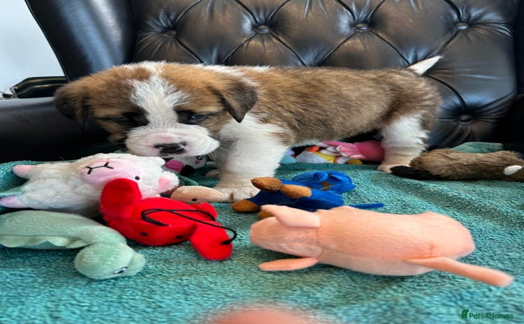 Saint Bernard dogs - Advert 1