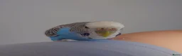 Mixed Breed birds for sale: Hand tame pair of budgies and semi tame Quaker  - Advert 2