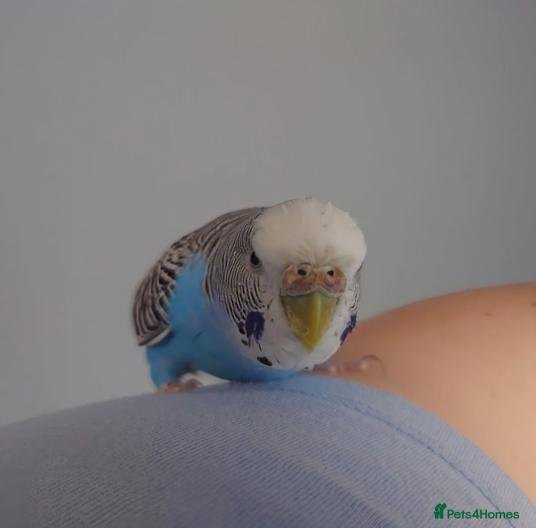 Mixed Breed birds for sale: Hand tame pair of budgies and semi tame Quaker  - Advert 2