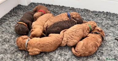 Cockapoo dogs in Boston - Advert 1