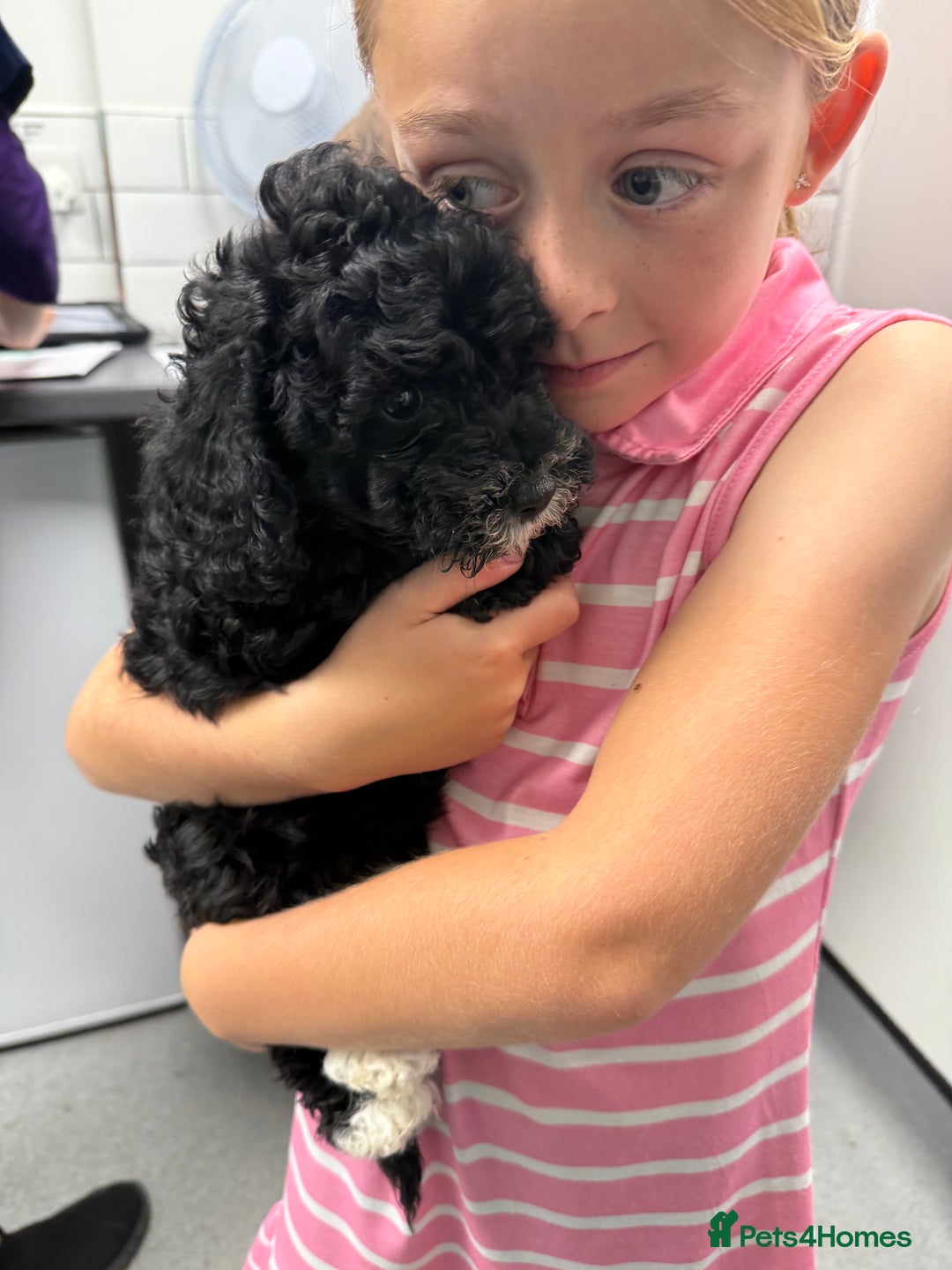 Cockapoo dogs for sale: 🐾ready to leave  black and white cockapoo - Image 14