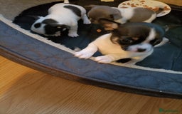 Chihuahua dogs for sale: KC Chihuahua puppies  - Image 11