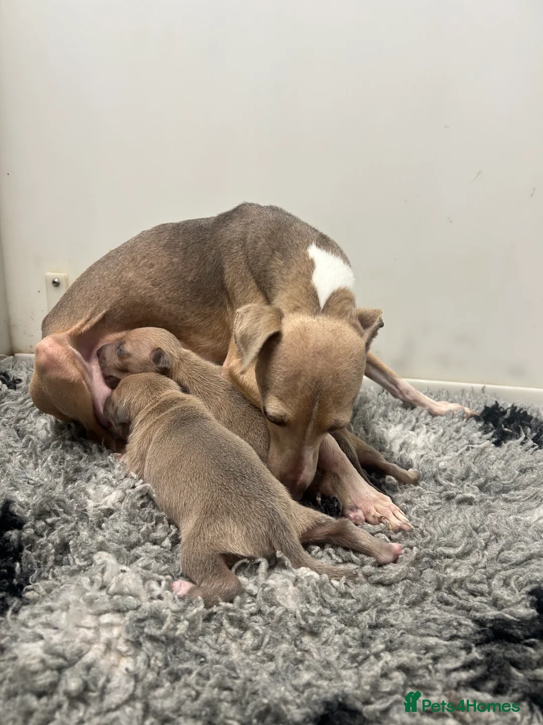 Italian Greyhound dogs for sale: 5⭐️Licensed breeder. Tiny Italian greyhound pups - Advert 7