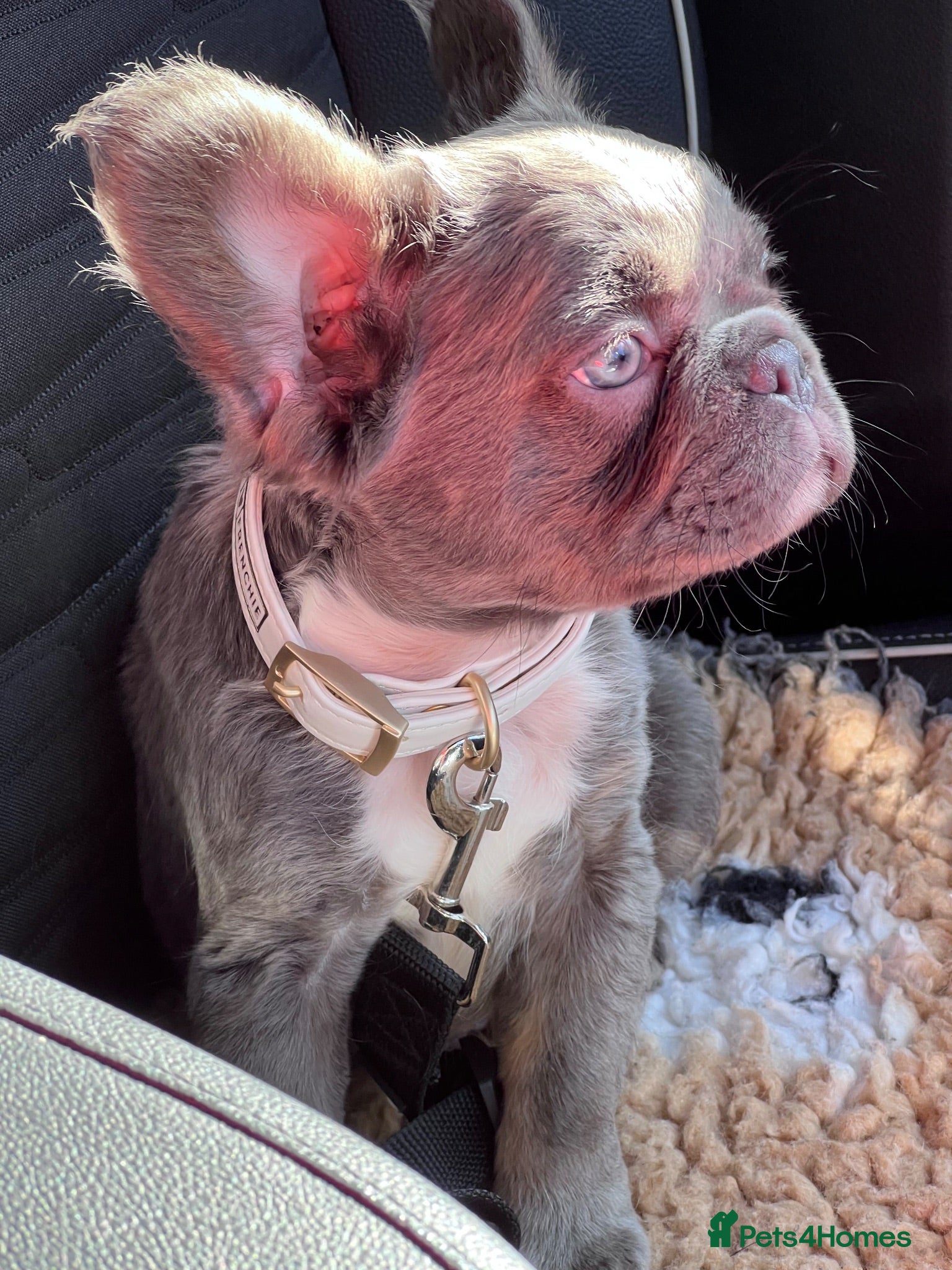 French Bulldog dogs Council Licensed Fluffy French Bulldog Puppies - Advert 2
