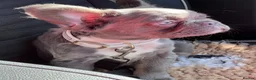 French Bulldog dogs for sale: Fully Vaccinated Fluffy French Bulldog Puppies - Advert 3