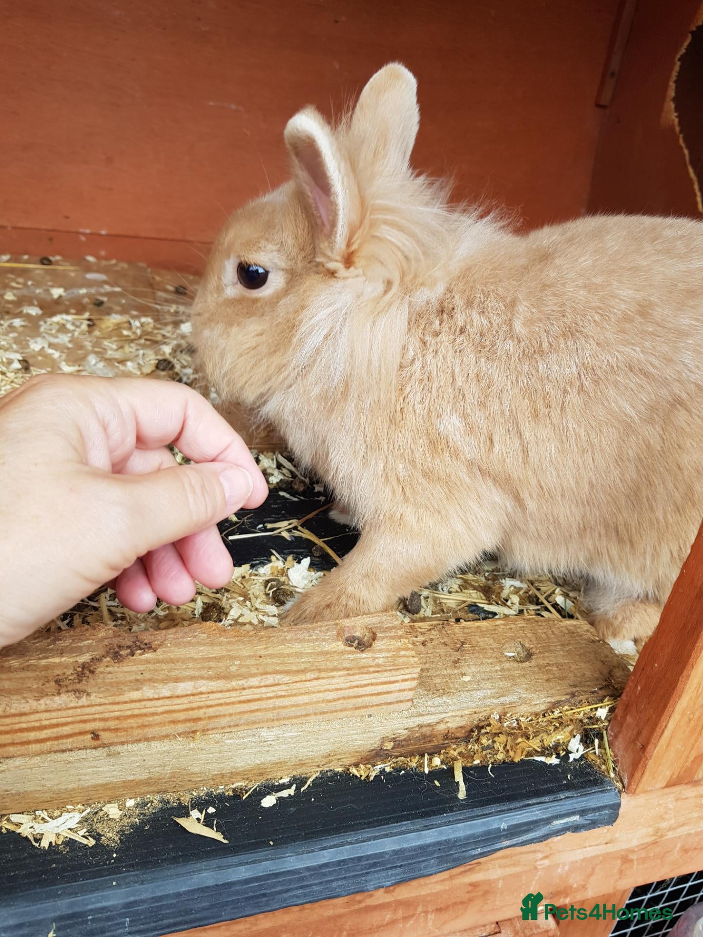 Lionhead rabbits Lionhead x mini lop and lionhead  - Advert 1