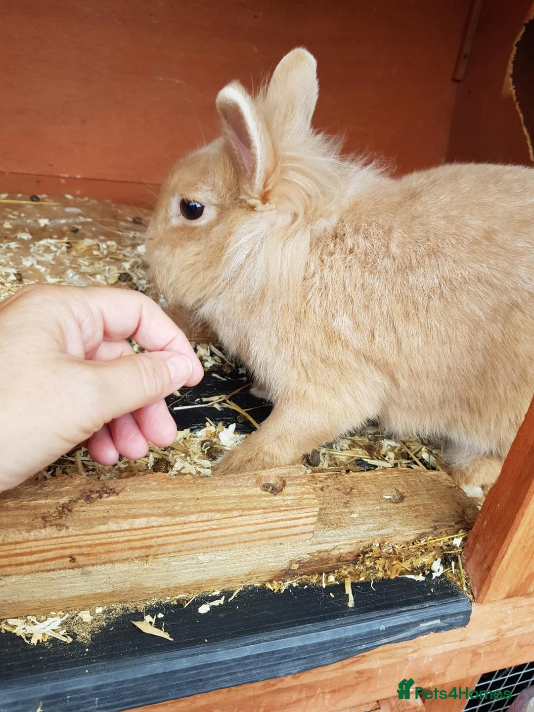 Lionhead rabbits for sale: Lionhead x mini lop and lionhead  in Wigan - Advert 1