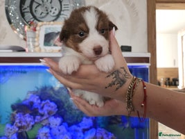 Australian Shepherd dogs - Advert 2