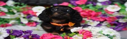 Miniature Dachshund dogs for sale: 🐾 GORGEOUS DACHSHUND PUPPIES 🐾 - Advert 6