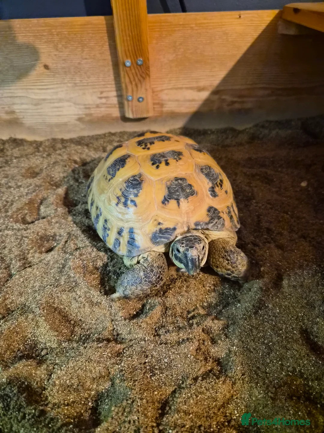 Tortoise reptiles for sale: Horsefield tortoise (Yana) - Advert 2