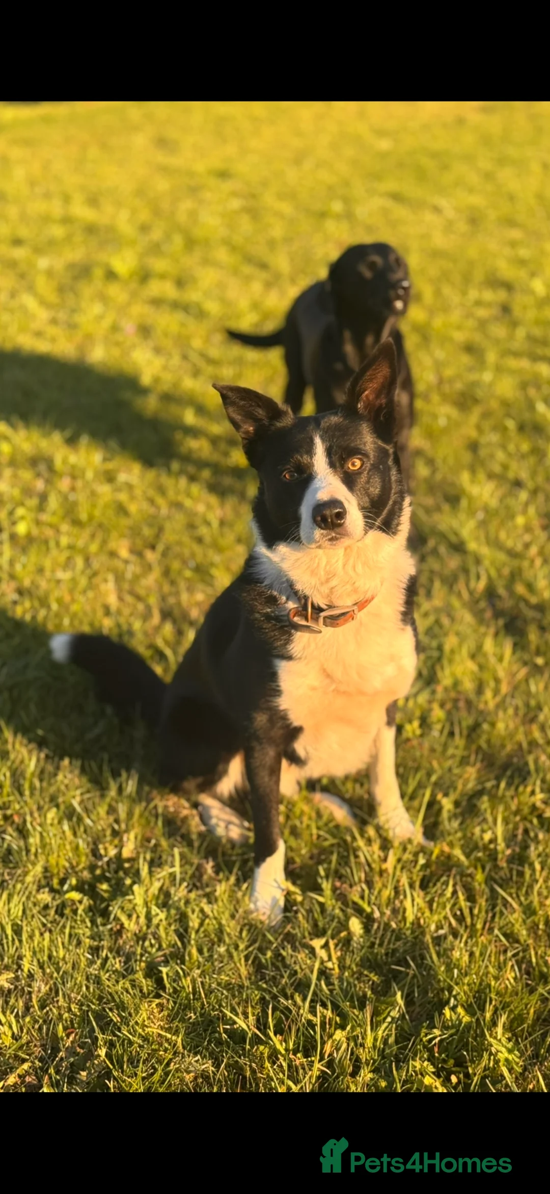 Border Collie dogs for stud: Proven Border Collie Stud | Strong Working Lines  - Advert 13