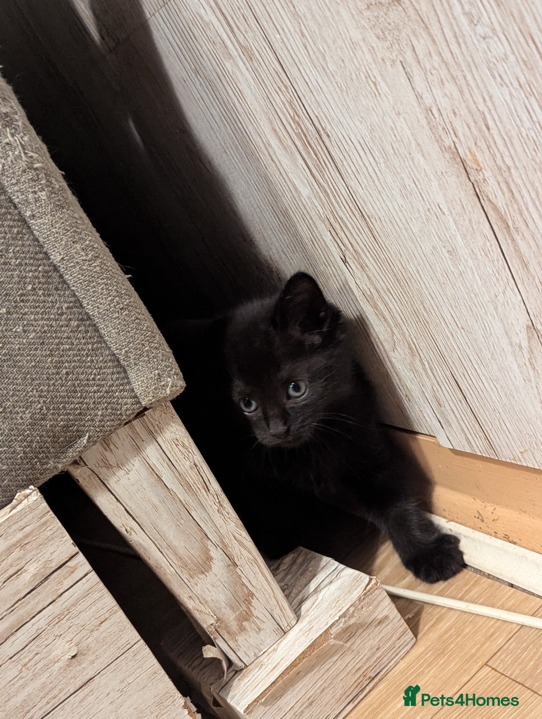 Bombay cats for sale: Beautiful kittens perfect for  **   ** s  - Advert 3
