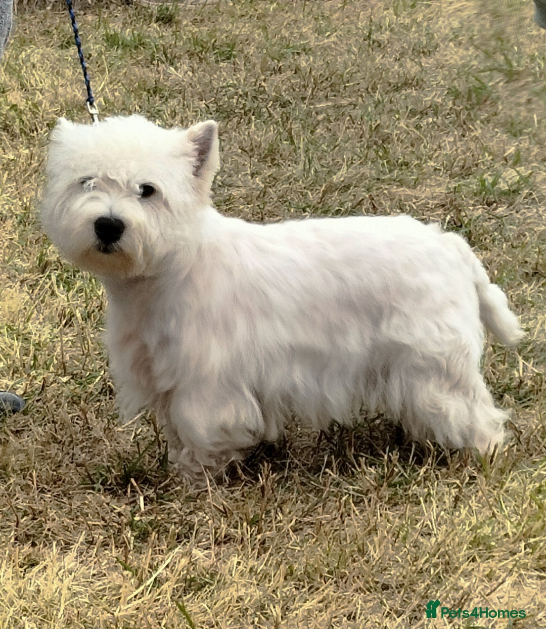 West Highland Terrier dogs for stud: * stud only* KC Stunning west highland terrier in Swansea - Advert 6