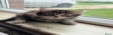 Maine Coon Kitten 4 tabby Girl 