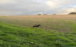 Miniature Dachshund dogs for sale: Heart breaking sale two Beloved female dachshunds  - Image 6