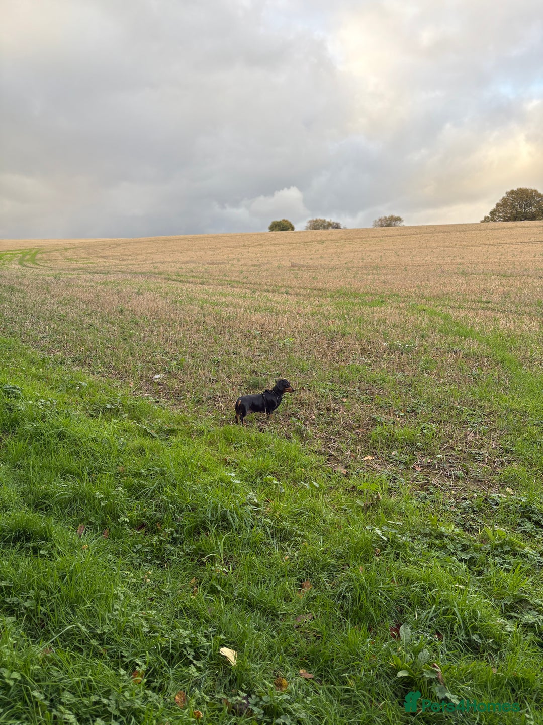 Miniature Dachshund dogs for sale: Heart breaking sale two Beloved female dachshunds  - Image 6