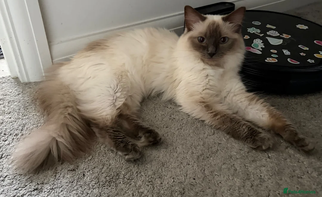 Ragdoll cats for sale: GCCF Ragdoll Girl - Advert 1