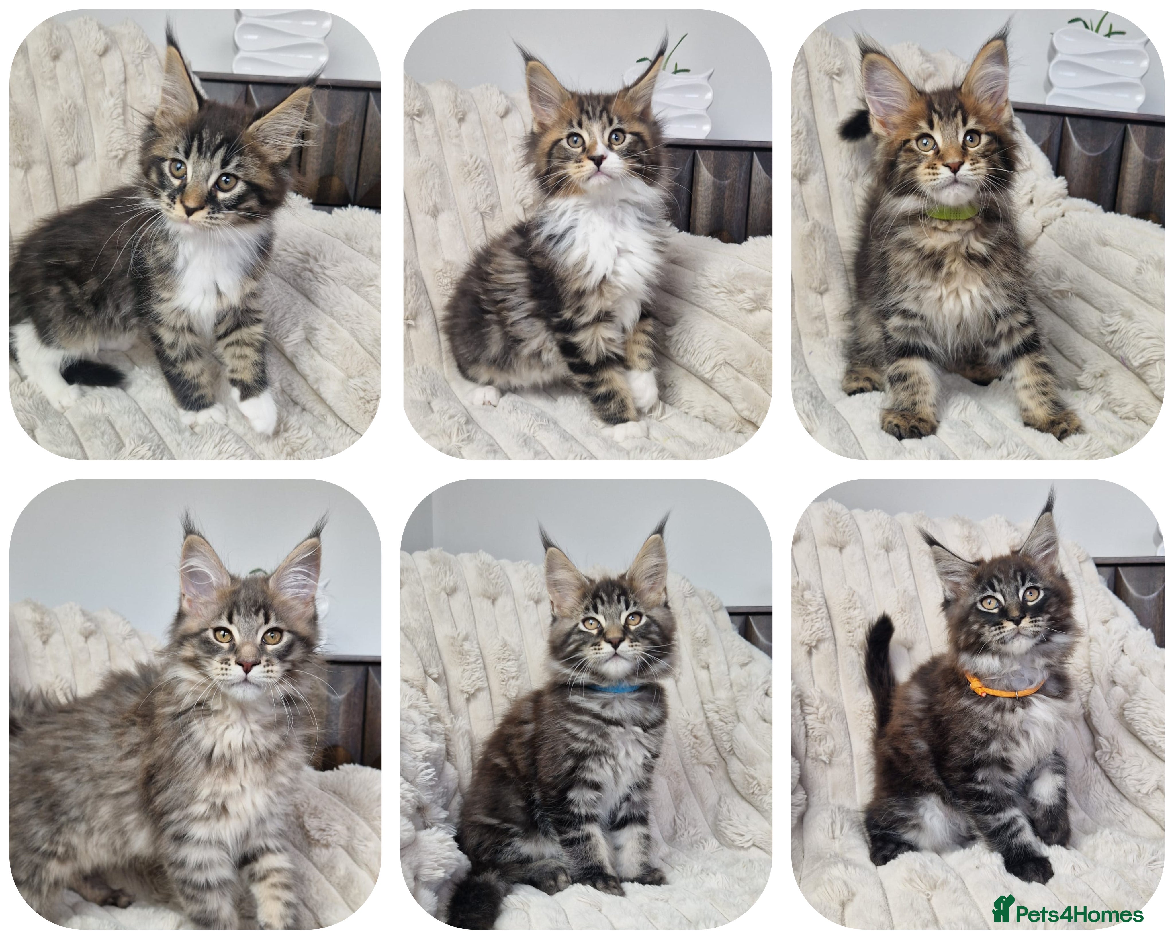 Maine Coon cats  TICA registered maine coon kittens - Advert 4