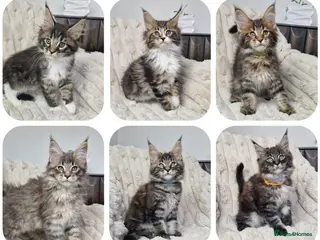Maine Coon cats TICA registered maine coon kittens - Advert 4