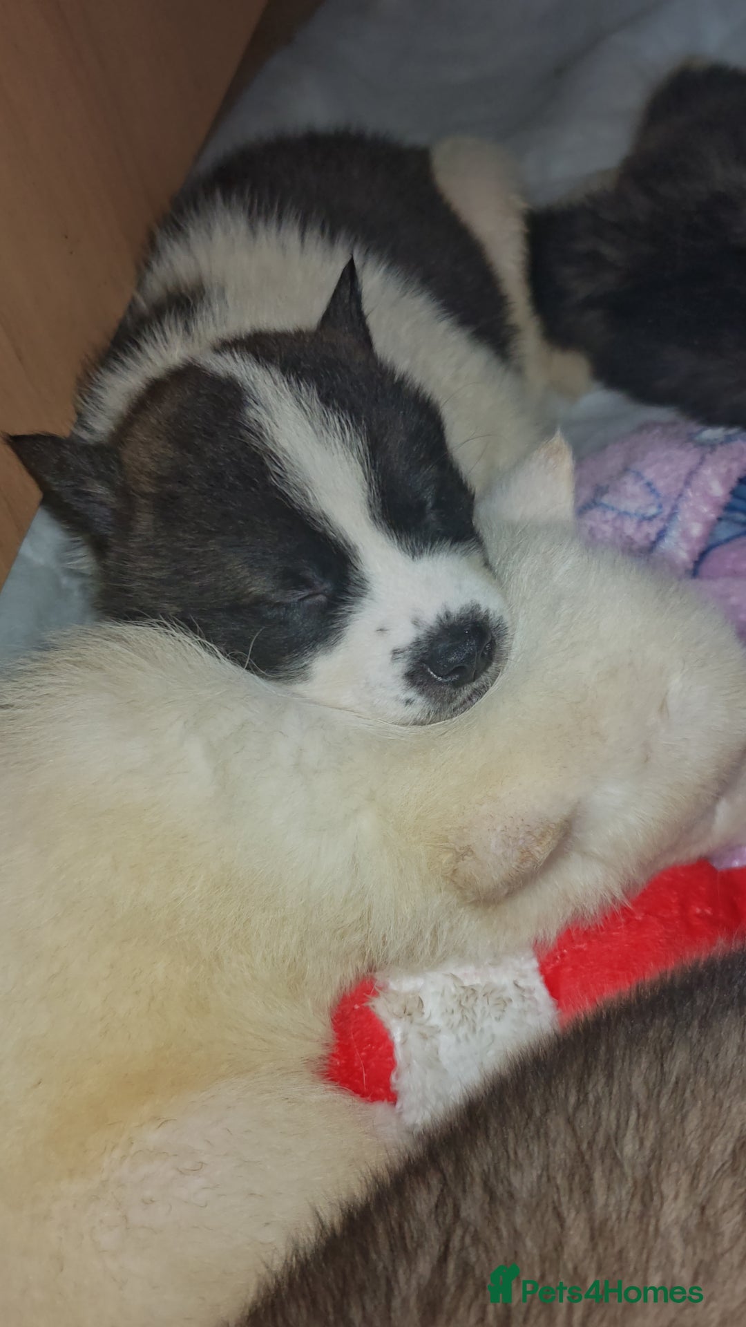 Akita dogs for sale: Akita puppys ready now  - Advert 23