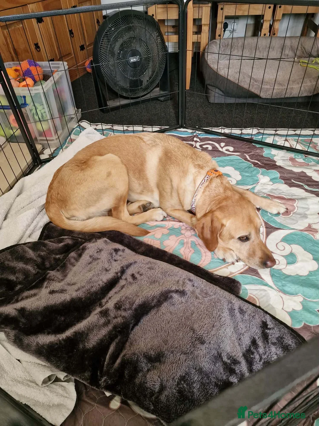 Labrador Retriever dogs for sale: Labrador puppies in Sleaford - Advert 2