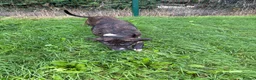 Presa Canario dogs for sale: Presa canario - Advert 4