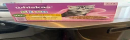 British Shorthair cats for sale: Lilac British shorthair  in Knaresborough - Advert 8
