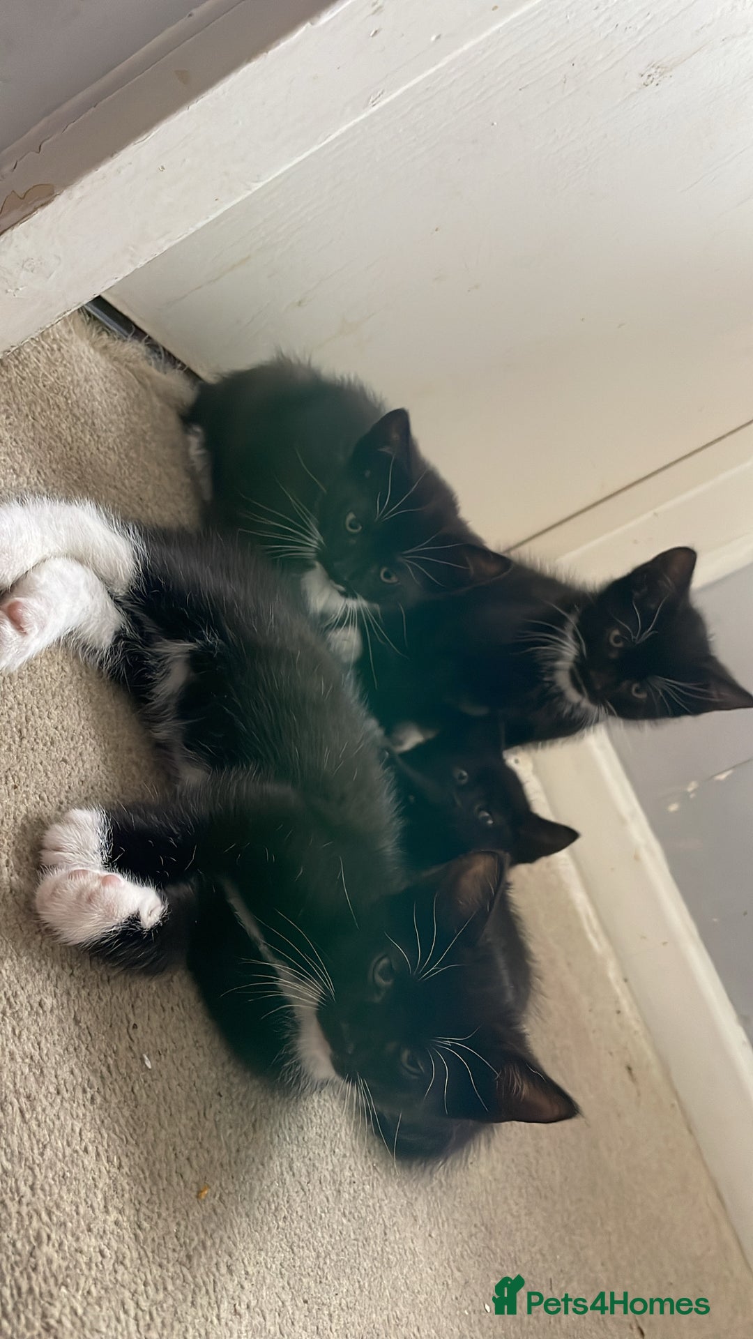 Mixed Breed cats for sale: Playful kitten  - Image 2