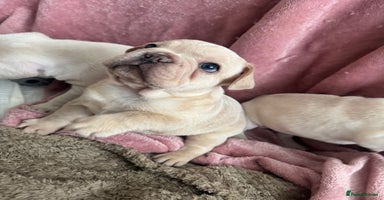 French Bulldog dogs ⚡️🐾 4 Adorable French bulldog puppies 🐾⚡️ - Advert 3