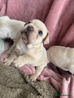 French Bulldog dogs ⚡️🐾 4 Adorable French bulldog puppies 🐾⚡️ - Advert 3