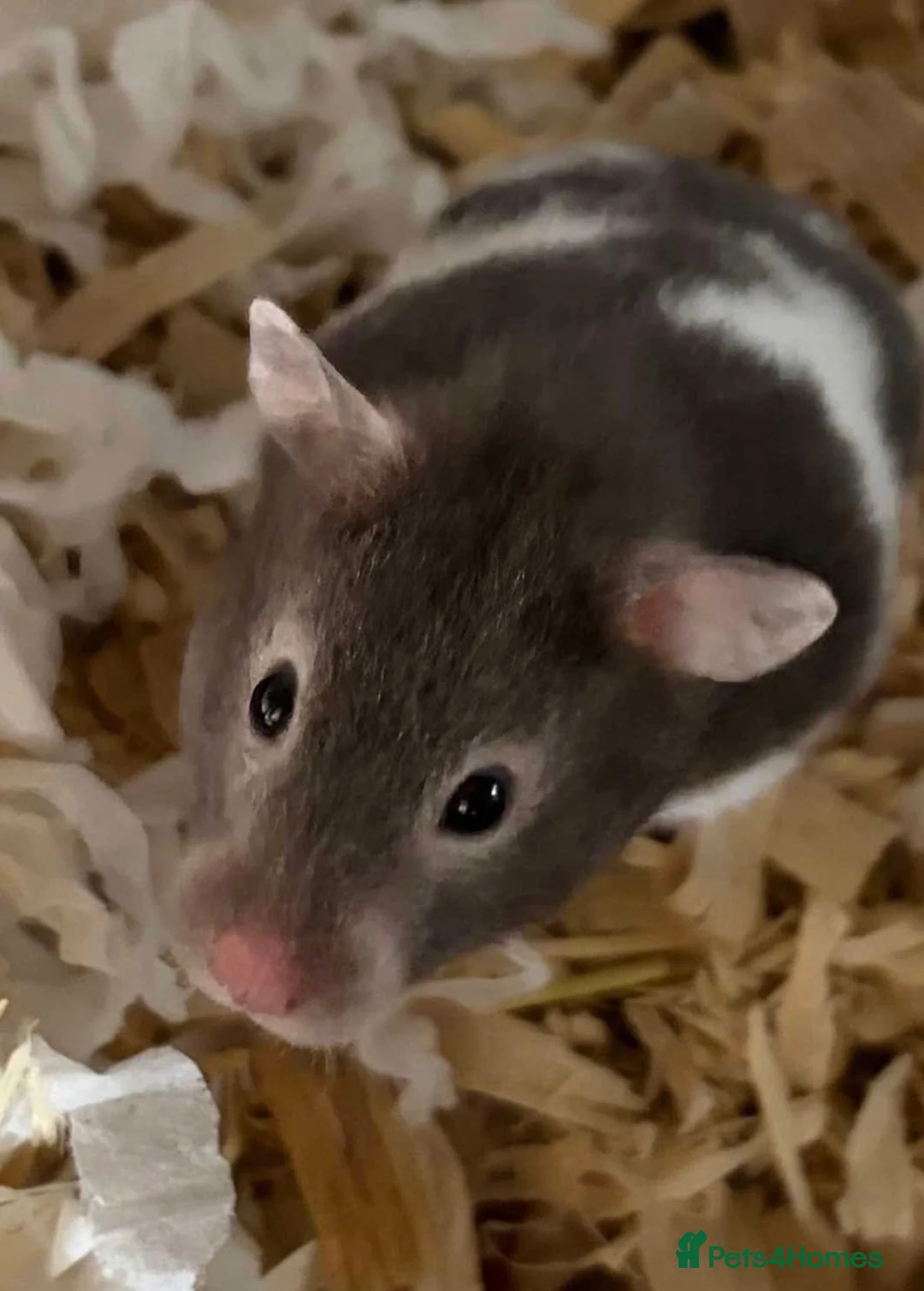 Hamster rodents for sale: Female Syrian hamsters and setups for sale - Advert 2