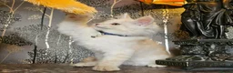 Maine Coon cats for sale: THIS LITTER ALL SOLD😸😸😸NEXT LTTER AUGUST 2026 - Advert 5