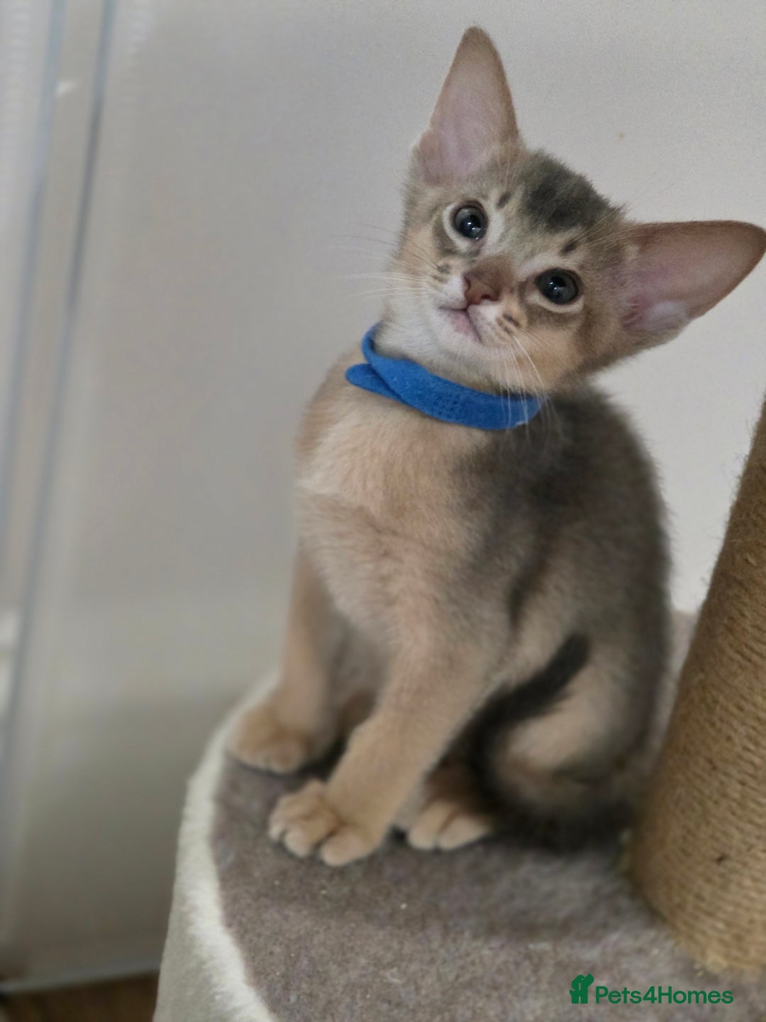 Abyssinian cats for sale: Gorgeous Tica  Abyssinian Kittens  - Advert 14