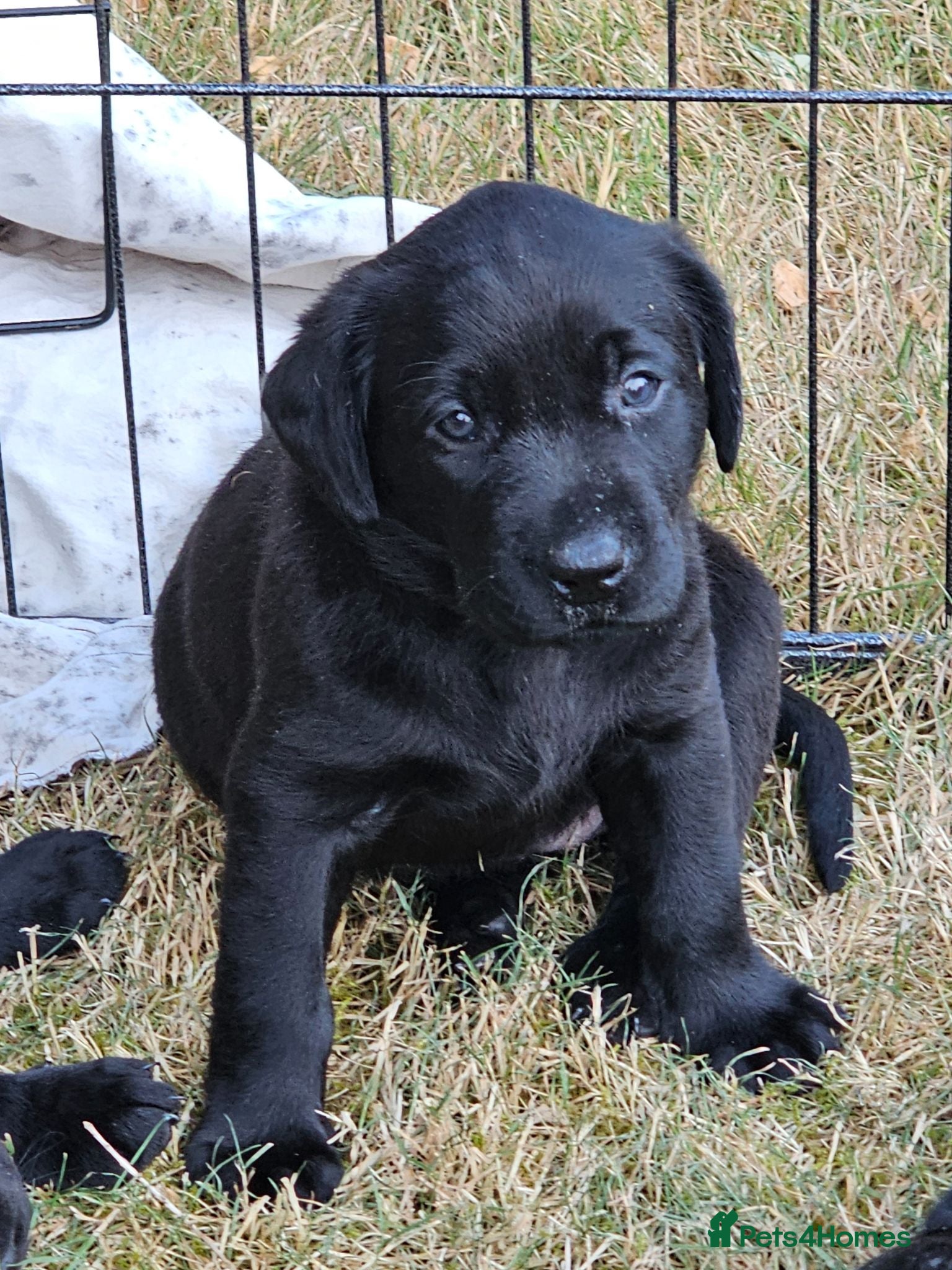 Labrador Retriever dogs 3 Superb KC  black labrador bitches FTCH pedigree - Advert 2