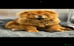 Chow Chow dogs for sale: 🩷🏆Stunning KC registered Chow Chow puppies🏆💙 - Image 21