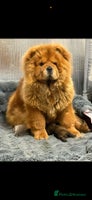 Chow Chow dogs - Advert 7