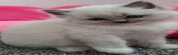 Ragdoll cats for sale: GSSF Four boys and 2 girls Ragdolls kittens  - Advert 15