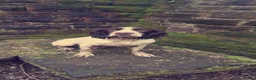 English Springer Spaniel dogs for sale: English Springer Spaniel Pups Working / House pets in Cleator Moor - Advert 3
