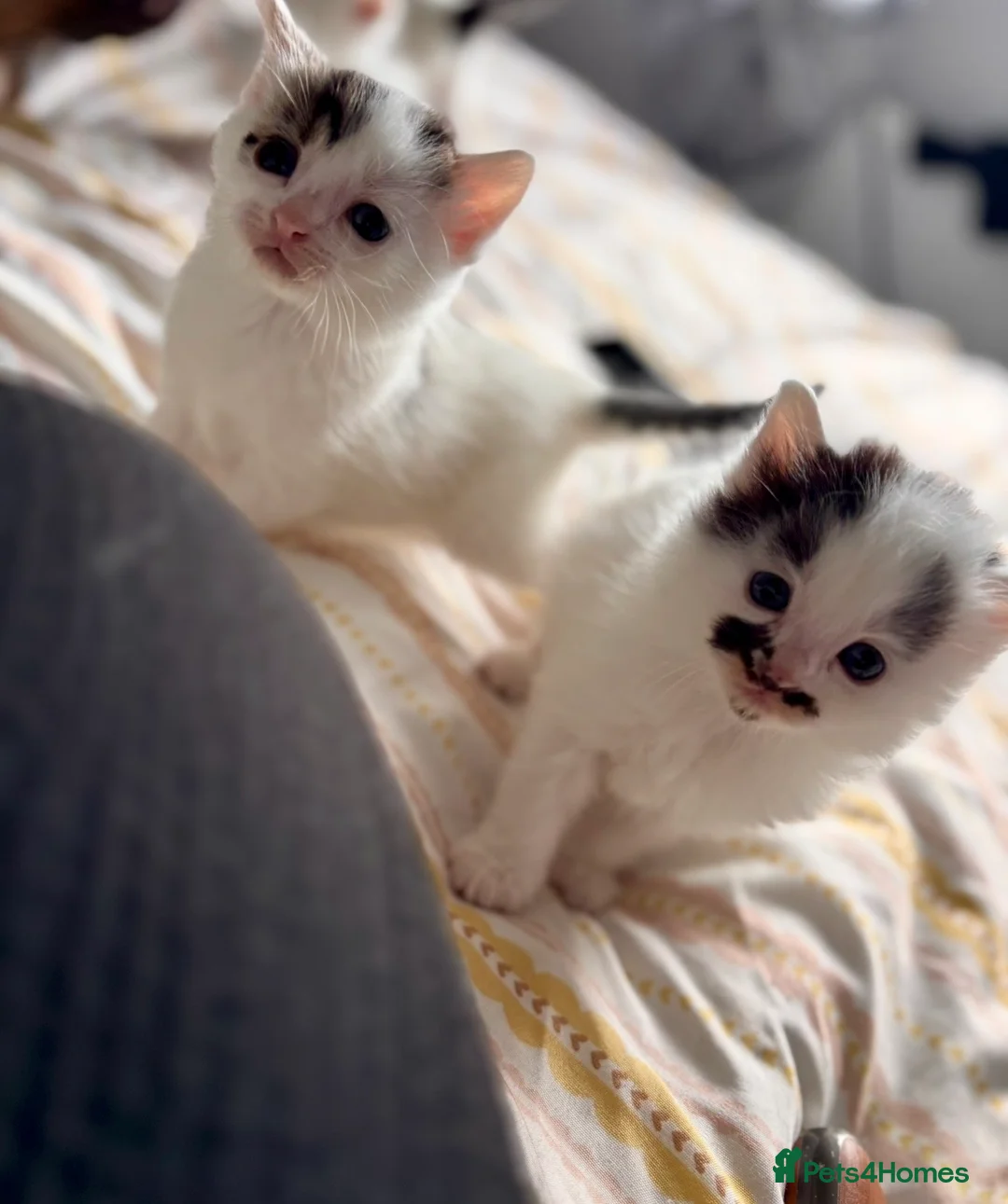 Mixed Breed cats for sale: Four beautiful kittens available  - Advert 2