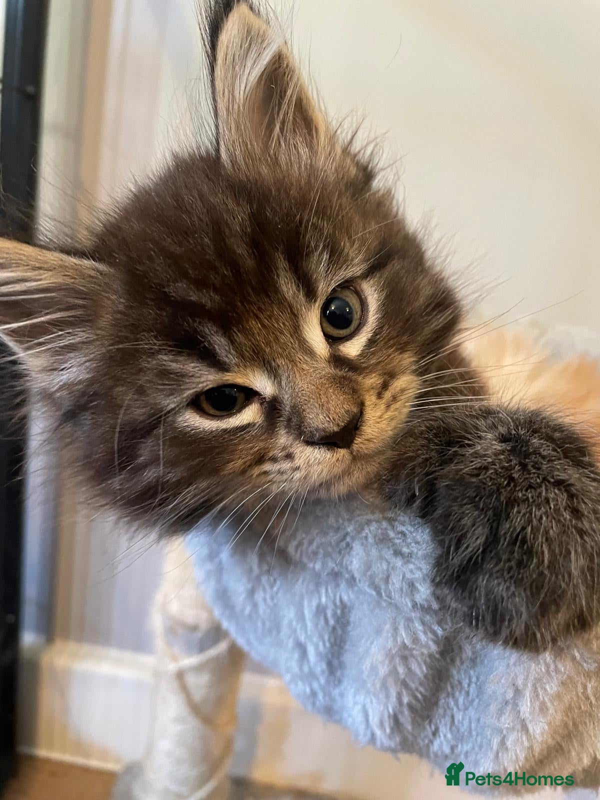 Maine Coon cats Gorgeous Pure mainecoon kittens  - Advert 16