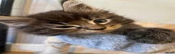 Maine Coon cats for sale: Gorgeous mainecoon kittens  in Hailsham - Advert 21