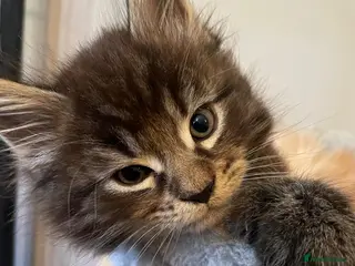 Maine Coon cats Gorgeous Pure mainecoon kittens - Advert 16