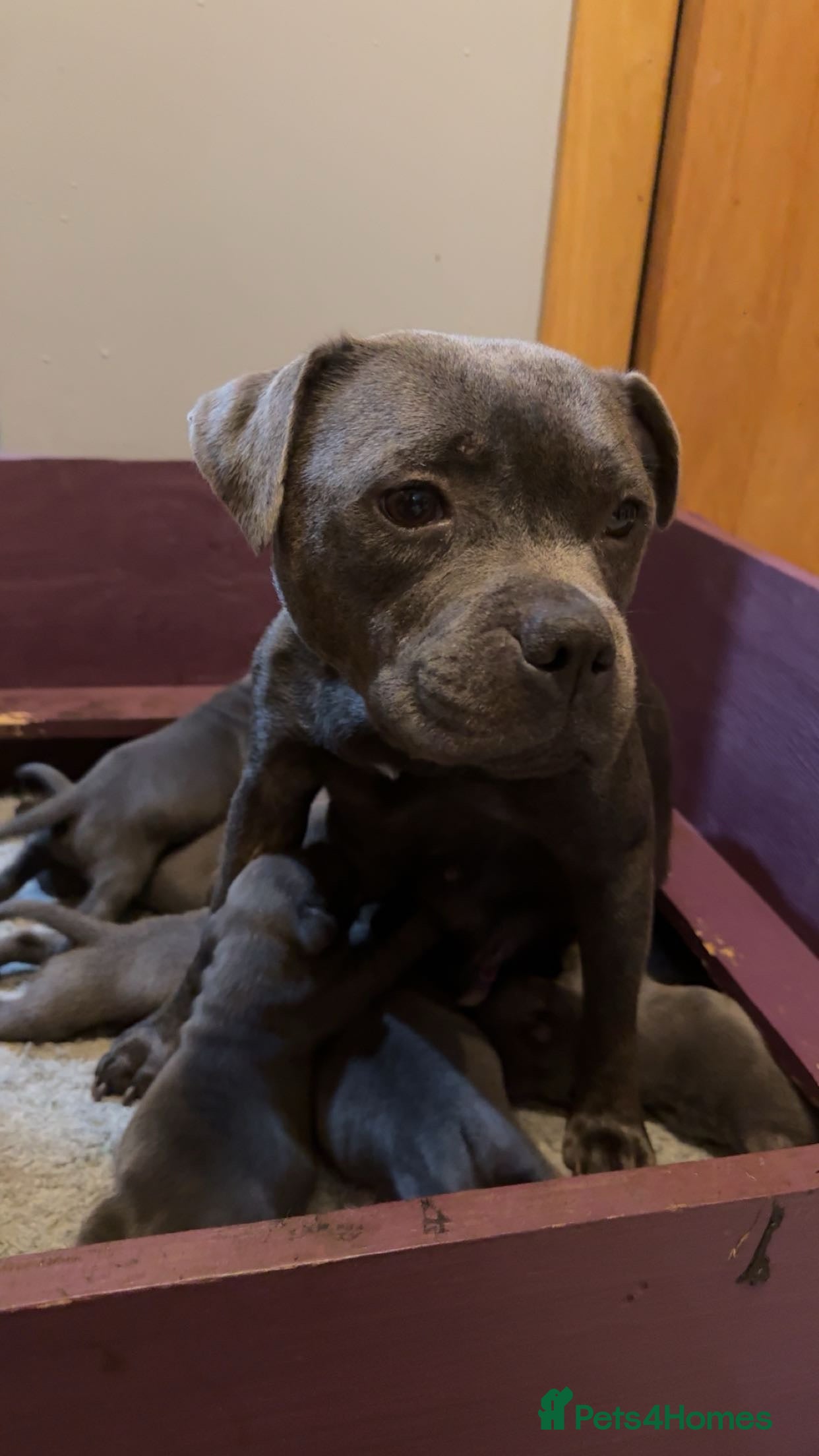 Staffordshire Bull Terrier dogs CHUNKY BLUE STAFFY PUPS - Advert 6