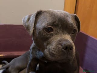 Staffordshire Bull Terrier dogs CHUNKY BLUE STAFFY PUPS - Advert 1