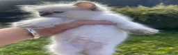 Ragdoll cats for sale: 🐾 Beautiful Ragdoll Girls rare colours 🐾 - Advert 12