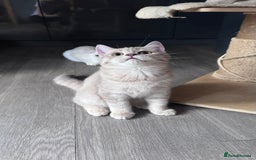 Scottish Fold cats for sale: Tica pedigree Scottish Fold and Scottish straight  in Croydon - Image 7