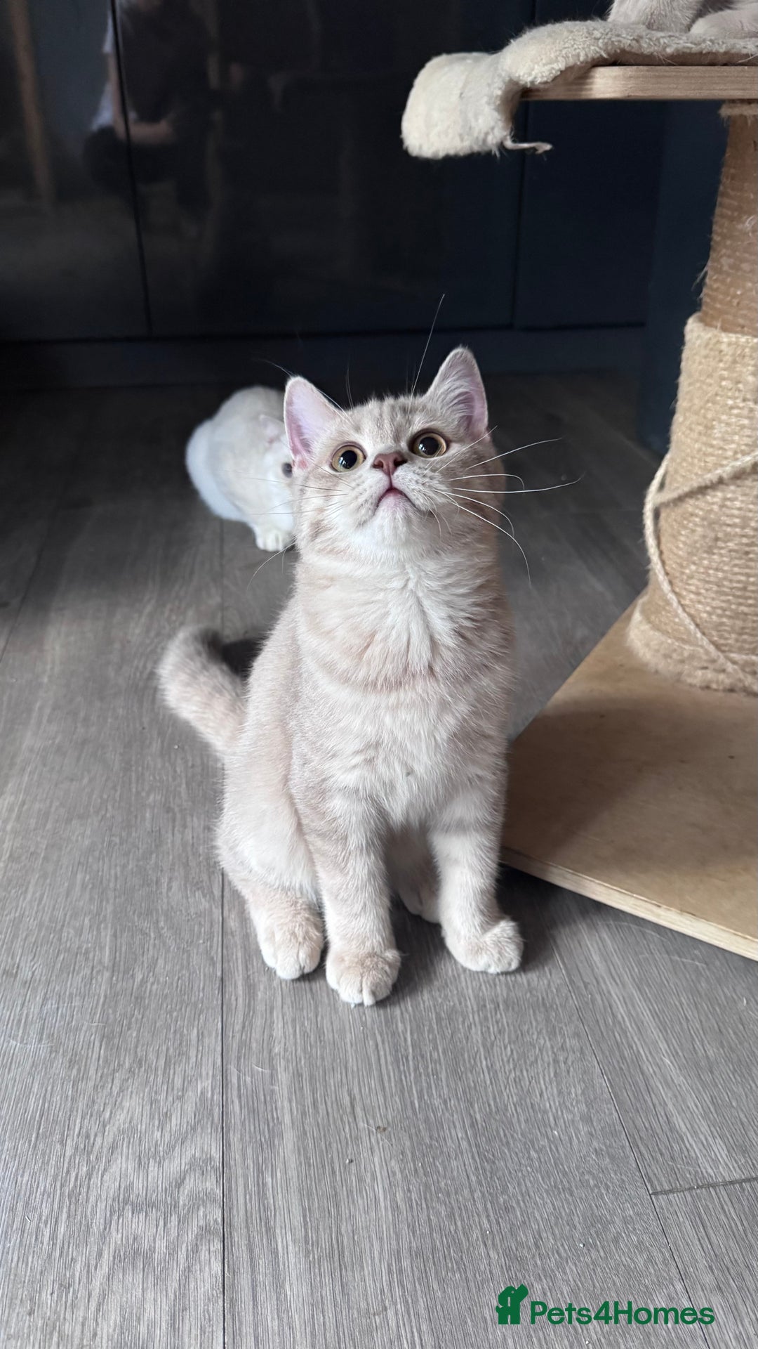 Scottish Fold cats for sale: Tica pedigree Scottish Fold and Scottish straight  in Croydon - Image 7
