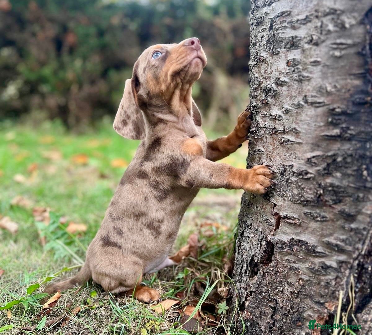 Miniature Dachshund dogs Lovely Mini dachshund puppies  - Advert 2