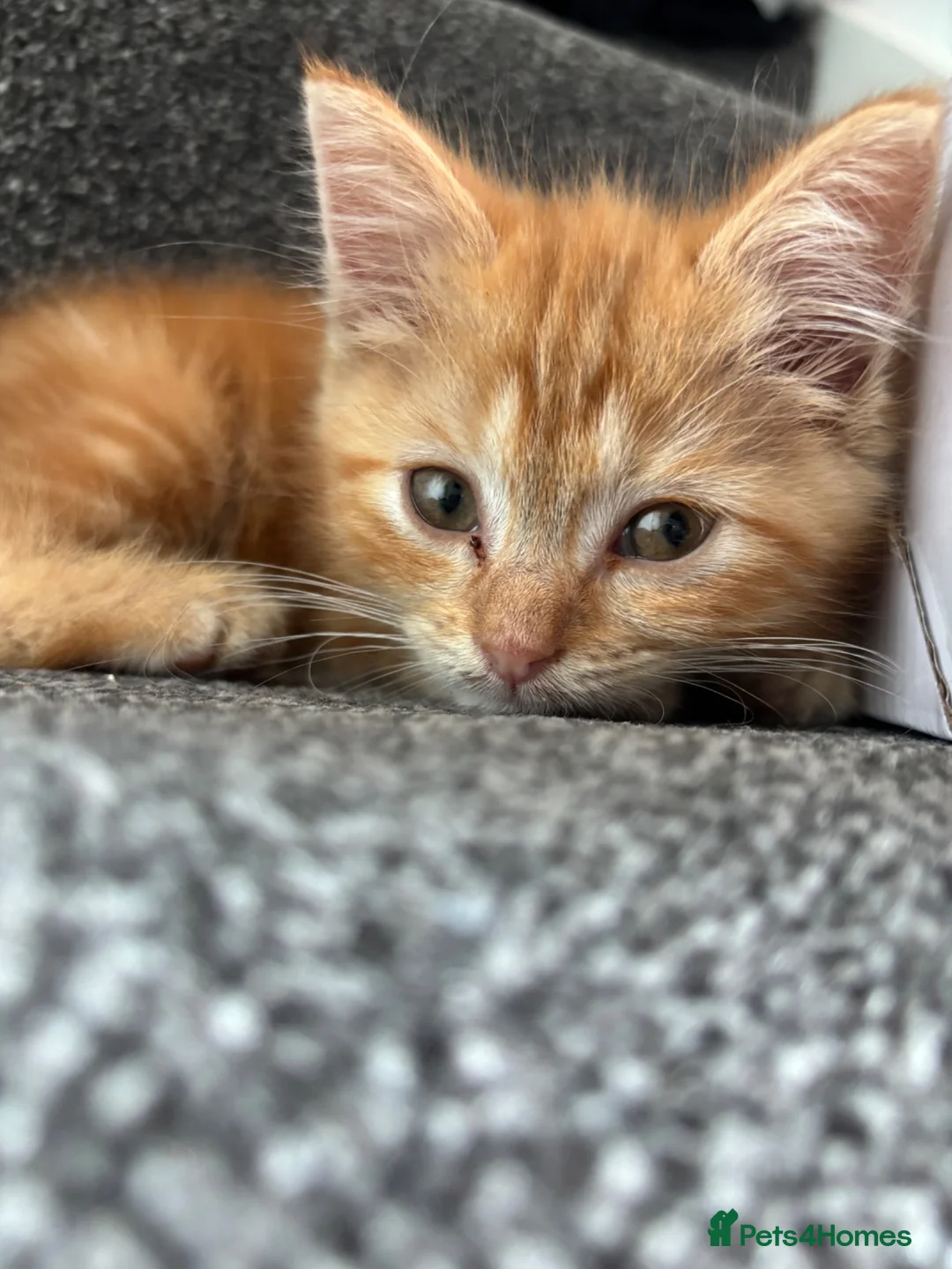 Mixed Breed cats for sale: Male ginger kitten - Advert 1